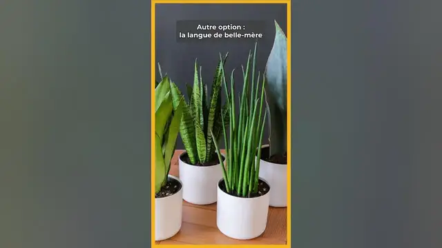 'Video thumbnail for 🪴 Les 6 PLANTES D'INTERIEUR pour les débutants en jardinage !  ☘️ 🎍'
