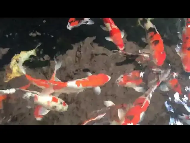 'Video thumbnail for Koi Fish Care: Managing Growth in Small Ponds'