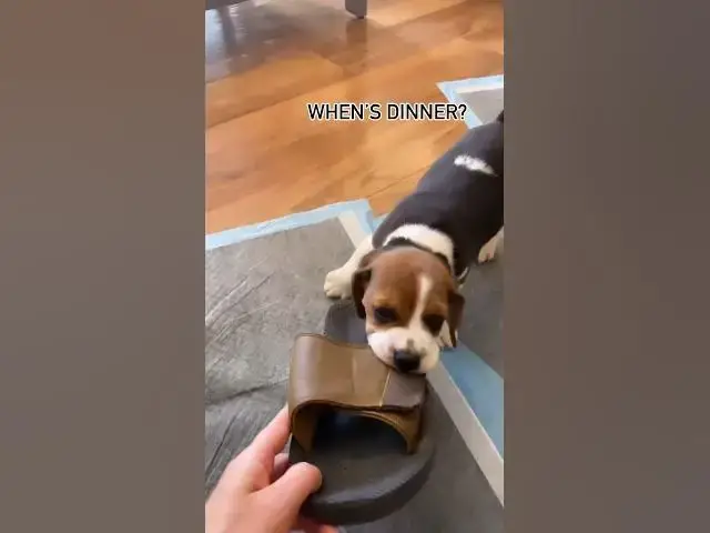 'Video thumbnail for #dog #puppy #beaglepuppy #beagledog #funny #funnydog #puppylife #beaglefun #doglover #dogvideos'