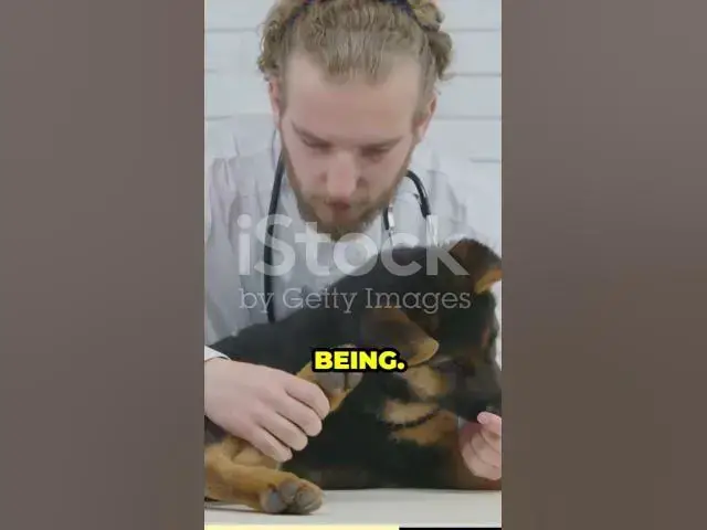 'Video thumbnail for The World of Paws German Shepherds'