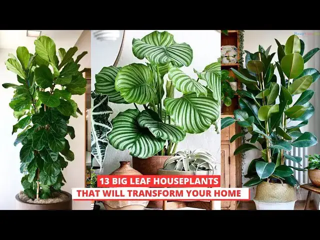 'Video thumbnail for 13 Big Leaf Houseplants That Will Transform Your Home!'