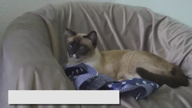 'Video thumbnail for Mink Ragdolls: The Hidden Gem of the Cat World!'