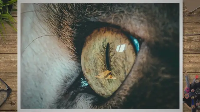 'Video thumbnail for The Enchanting Green-Eyed Ragdoll Cat: A Mesmerizing Feline Companion'