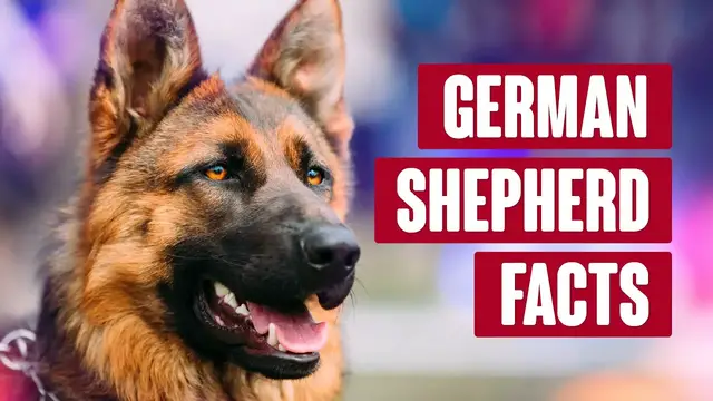 'Video thumbnail for German Shepherd Everything You Need to Know'