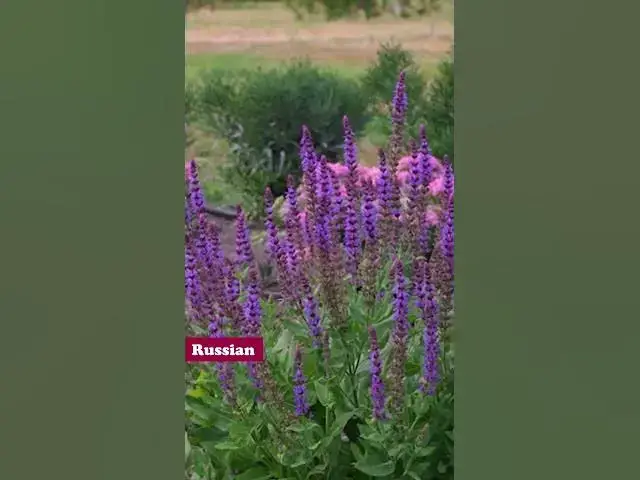 'Video thumbnail for Best Plants for Extreme Heat  | Tough Plants That Love the Sun'