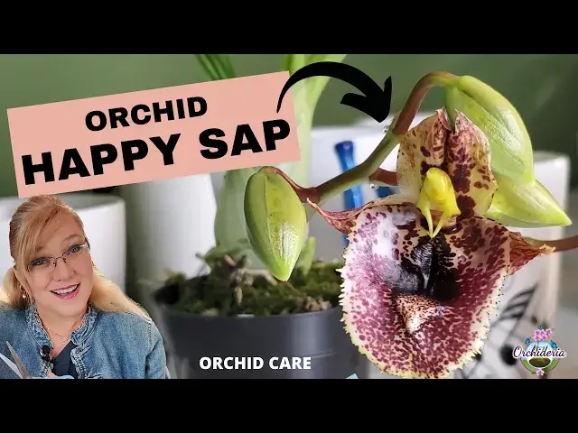 'Video thumbnail for Happy Sap on Orchids: What Causes It & How to Treat It'