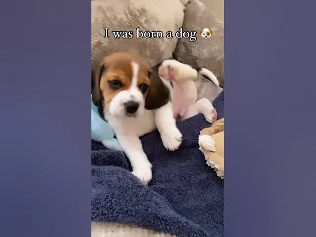 'Video thumbnail for #dog #puppy #beagleworld #beagle #beagledog #pets #beaglepup #cute #beaglepuppy #beagleboy #puppyfun'