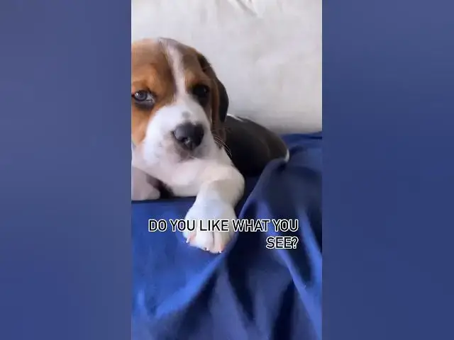 'Video thumbnail for #dog #beagle #puppy #beagleworld #beagledog #pets #beaglepup #cute #beaglebreed #beagleboy #funnydog'