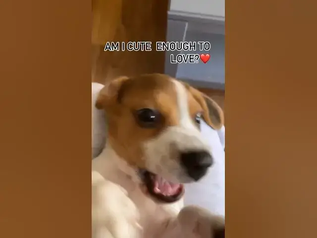 'Video thumbnail for #dog #beagle #puppy #beaglepup #beagledog #pets #beagleworld #cute #funny #puppybeagle #doglover'