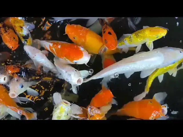 'Video thumbnail for Koi Fish Gender Change: Myth or Reality?'