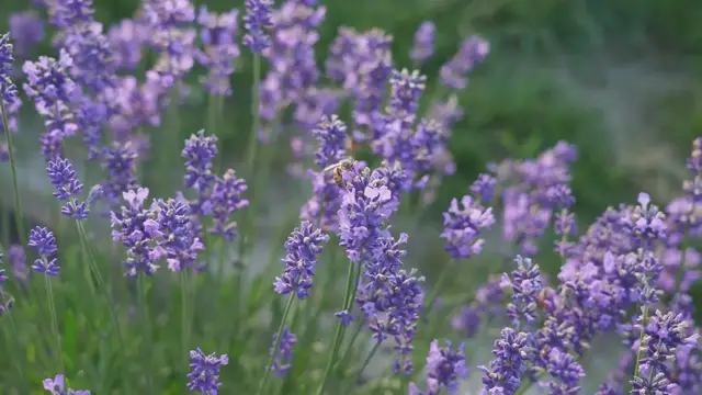 'Video thumbnail for 7 Purple Perennials for a Colorful Garden'