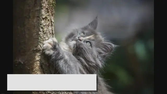 'Video thumbnail for Grey Ragdolls: The Epitome of Feline Elegance!'