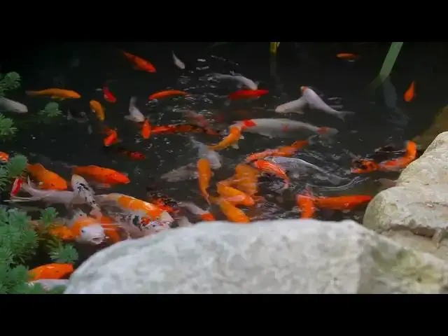 'Video thumbnail for Koi Fish Care: Promoting Healthy Bone Development'