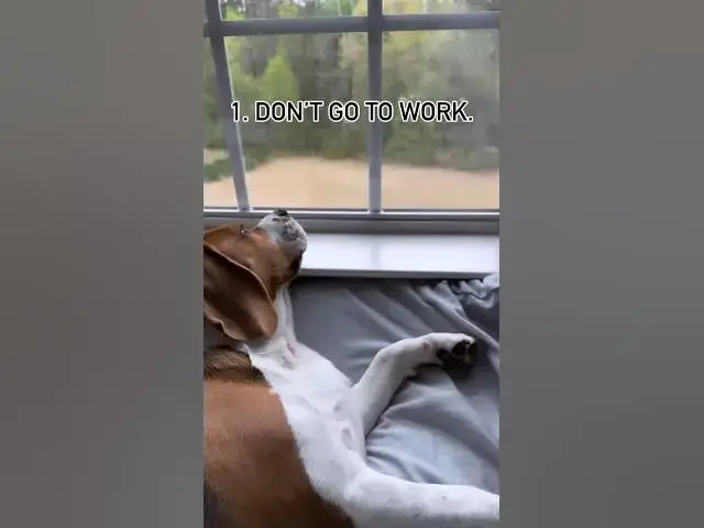'Video thumbnail for #dog #beagle #puppy #beaglepup #beagledog #pets #beagleworld #cute #tipoftheday #beaglepuppy #funny'
