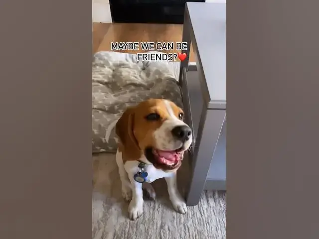 'Video thumbnail for #dog #beagle #puppy #beagleworld #beagledog #beaglepup #doglife #doglover #funny #funnyvideo #dogboy'