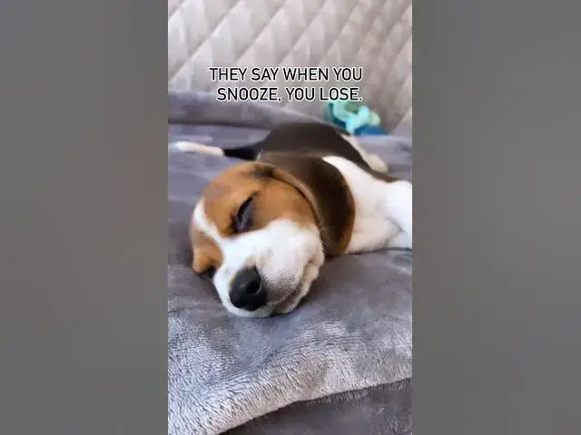'Video thumbnail for #dog #beagle #puppy #beaglepup #beagledog #cute #beagleboy #pets #funny #funnydog #puppylife'
