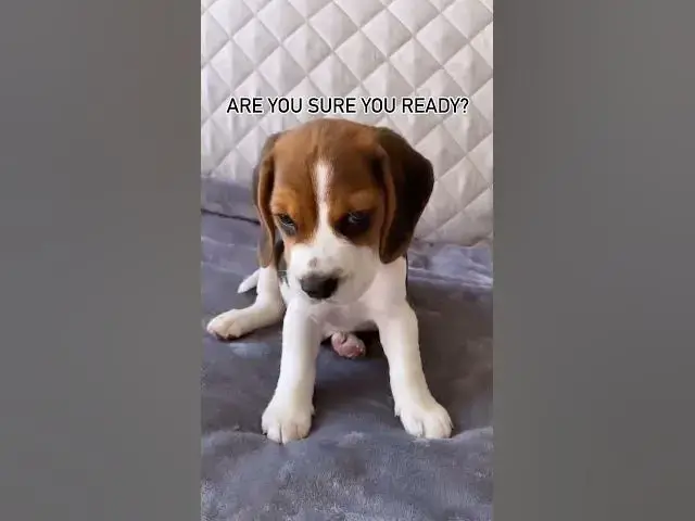 'Video thumbnail for #beagle #beaglelife #dog #puppy #beagleworld #doglife #doglover #funny #pets #beaglepuppy #funnydog'