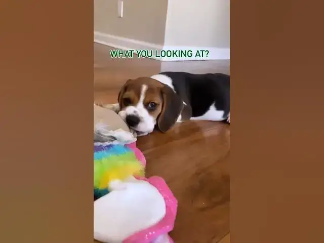 'Video thumbnail for #dog #beaglelife #beaglebreed #beagle #beagledog #puppy #dogbreed #beaglepuppy #funnydog #beagleboy'