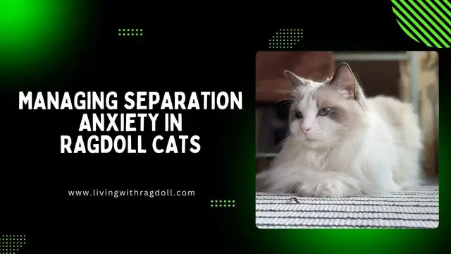 'Video thumbnail for Managing Separation Anxiety in Ragdoll Cats'