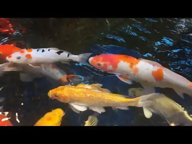 'Video thumbnail for Koi Fish Growth Inhibitors: Identification and Solutions'