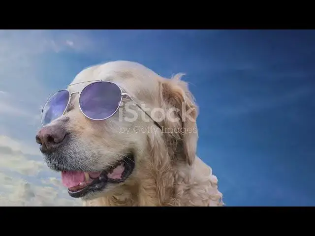 'Video thumbnail for Golden Retrievers: The Perfect Service Dogs'