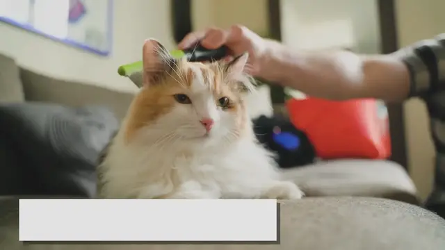 'Video thumbnail for Flame Point Ragdolls: The Fiery Feline Wonders!'