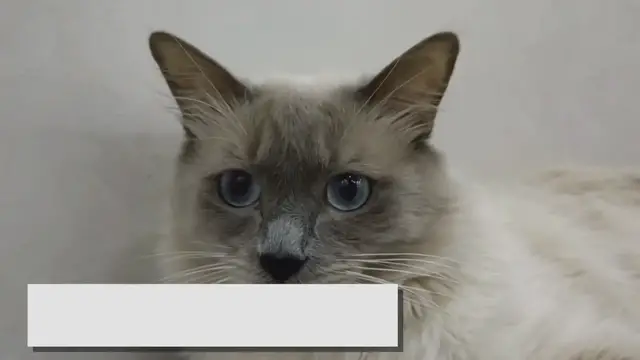 'Video thumbnail for Lilac Point Ragdolls: Discover the Rare Beauty!'