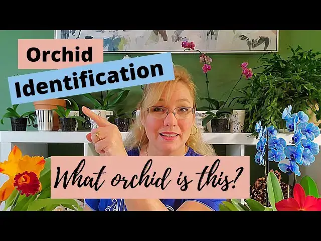'Video thumbnail for Orchid Identification: The 5 Most Common Orchids for Beginners'