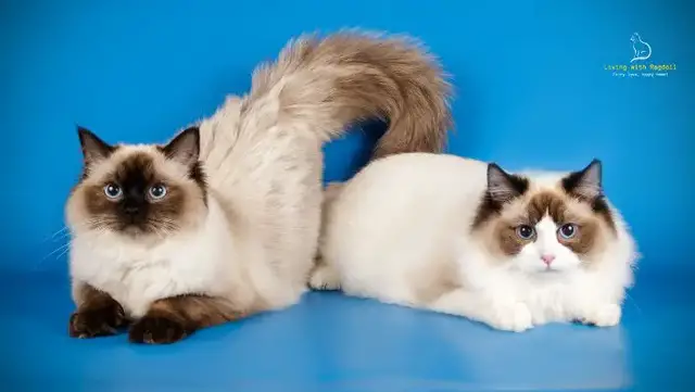 'Video thumbnail for The Beautiful Colors and Patterns of Ragdoll Cats'