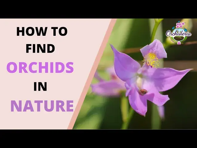 'Video thumbnail for Orchids in Nature: How to Find "Wild" Orchids In Situ Near You'