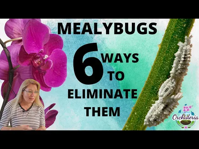 'Video thumbnail for Mealybugs on Orchids: 6 Methods to Eliminate Them for Good'