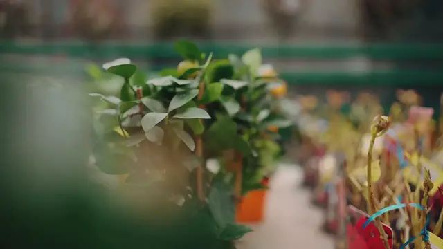 'Video thumbnail for How to Grow Lemon Trees Indoors'