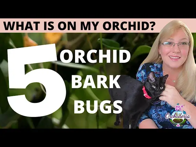 'Video thumbnail for Orchid Bark Bugs: What's Inside That Pot?'