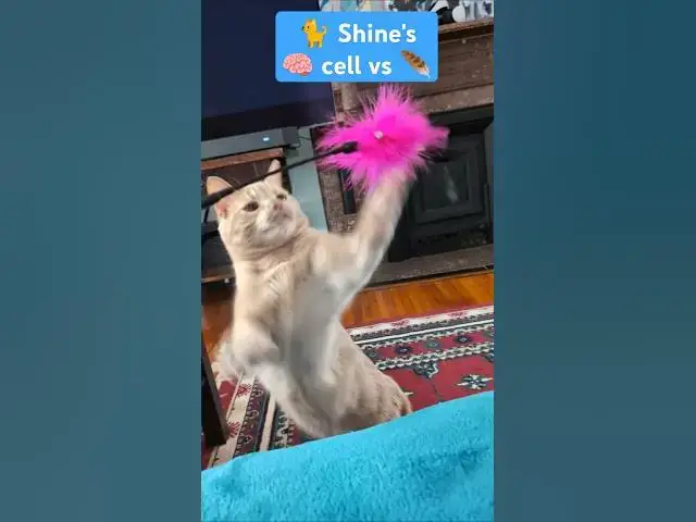 'Video thumbnail for Orange Brain Cell Activated🐈 Shine #cat #catshorts #shorts'