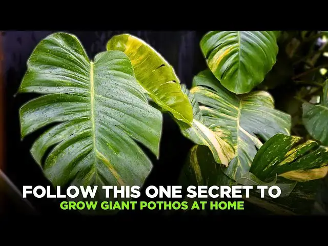 'Video thumbnail for Follow this One Secret to Grow Giant Pothos at Home'