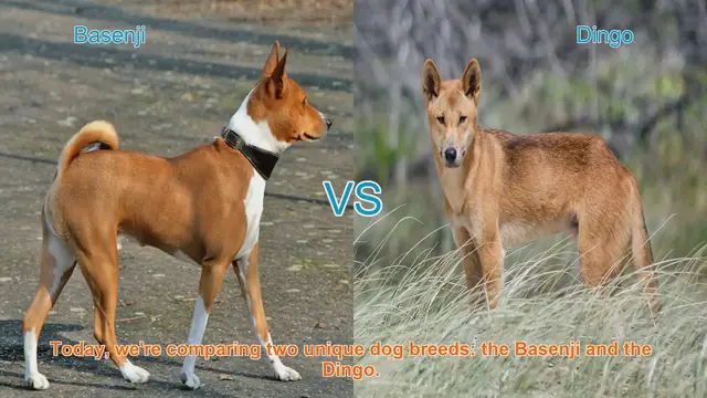 'Video thumbnail for Basenji vs. Dingo: A Comparison of Unique Dog Breeds'