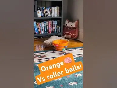 'Video thumbnail for Shine's ball-track cat toy 🐈⬛🐈Soot & Shine'