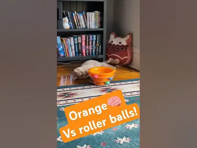 'Video thumbnail for Shine's ball-track cat toy 🐈⬛🐈Soot & Shine'