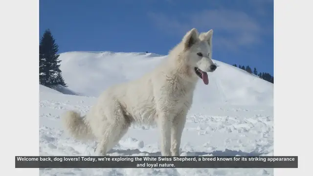 'Video thumbnail for White Swiss Shepherd: Pros and Cons of Owning This Loyal Breed'