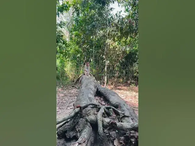 'Video thumbnail for Hidden places in Wayanad, Kerala - part 2'