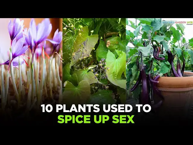 'Video thumbnail for 10 Plants Used to Spice up Sex'