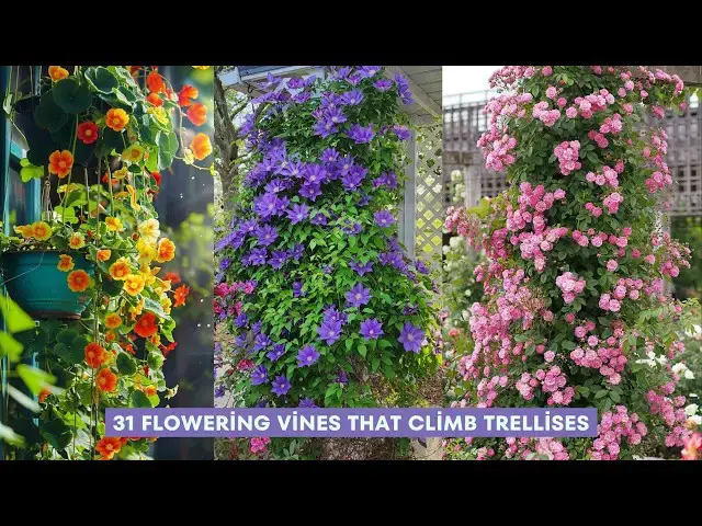 'Video thumbnail for 31 Flowering Vines That Climb Trellises'