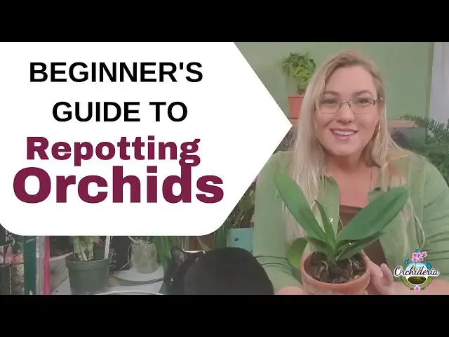 'Video thumbnail for Step by Step Tutorial: How to Repot a Phalaenopsis'