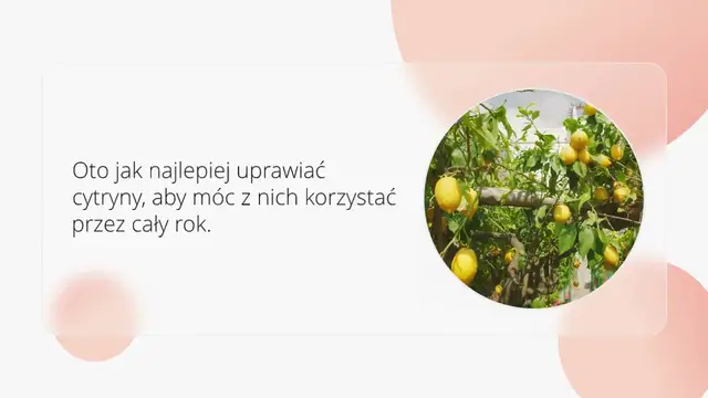 'Video thumbnail for Cytryny, jeśli hodujesz je w ten sposób, wytrzymają przez cały rok: bardzo prosta metoda'