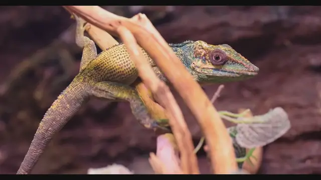 'Video thumbnail for Gecko Varieties: From Colorful Climbers to Camouflage Masters'