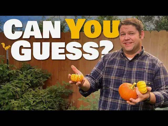'Video thumbnail for THE Pumpkin Patch Challenge'