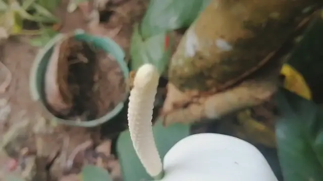 'Video thumbnail for White Anthurium Plant'