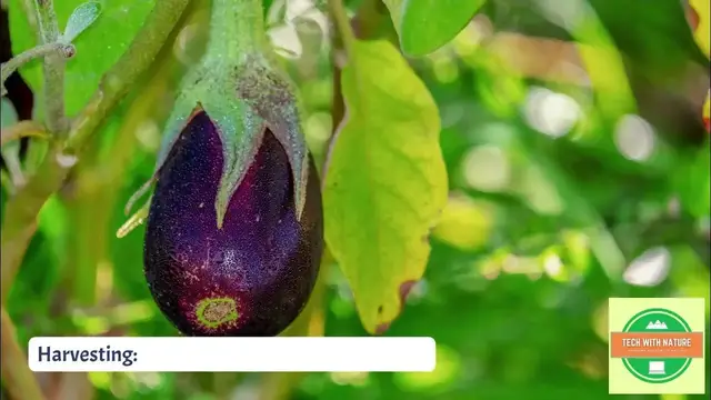 'Video thumbnail for Purple long brinjal harvest | #organicgardening @techwithnature #randomvideo'