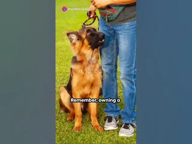 'Video thumbnail for invideo ai 1080 German Shepherds Unparalleled Companion 2023 10 09'