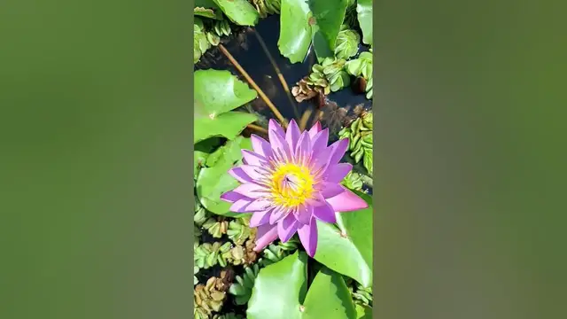 'Video thumbnail for मुरूमकर नर्सरी, बारामती | फलटण रोड | Murumkar Nursery, Baramati | रोपवाटिका | Plant Nursery | Pune'